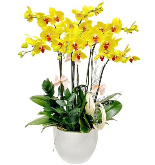 VN Women’s Day Potted Orchids 05