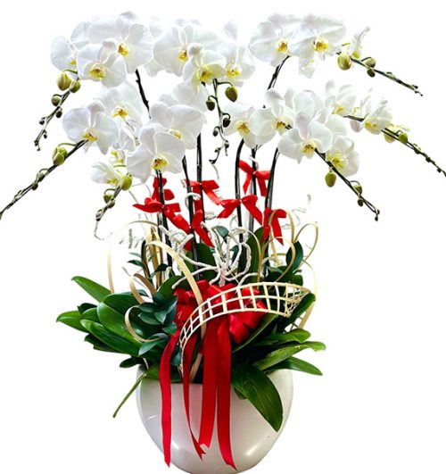 womens day orchids potted vietnam 21