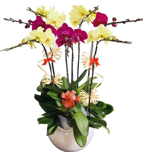 womens day orchids potted vietnam 22