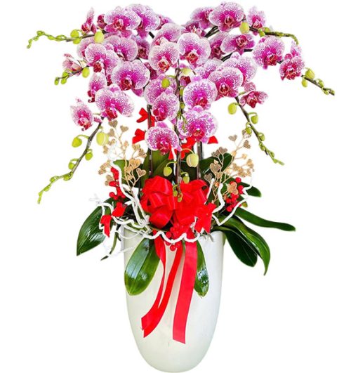 womens day orchids potted vietnam 23