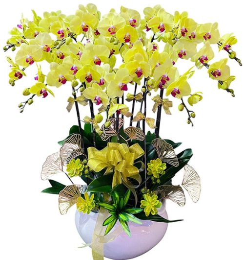 womens day orchids potted vietnam 24